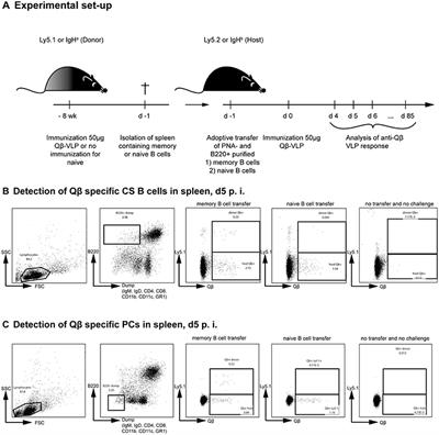 Virus-Specific Secondary Plasma Cells Produce Elevated Levels of High-Avidity Antibodies but Are Functionally Short Lived